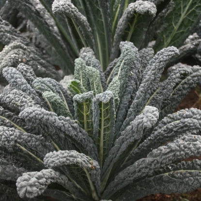 Picture of Kale Black Magic